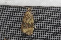 Celypha lacunana