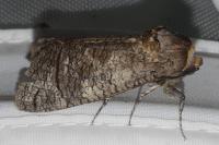 Cossus cossus