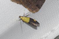 Oecophora bractella