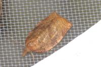 Pandemis heparana