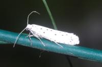 Yponomeuta