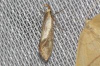 Crassa unitella