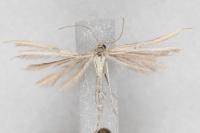 Merrifieldia malacodactyla