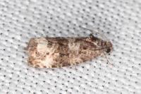 Endothenia oblongana