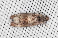 Endothenia oblongana