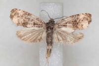 Endothenia oblongana