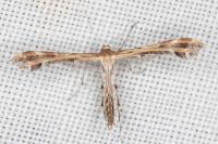Oxyptilus laetus