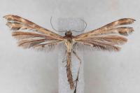 Oxyptilus laetus