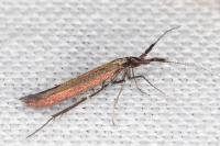 Coleophora aleramica