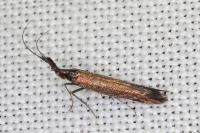 Coleophora aleramica