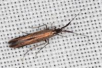 Coleophora aleramica