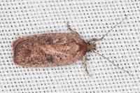 Agonopterix scopariella