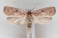 Agonopterix scopariella