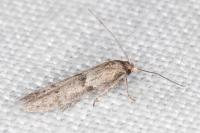Blastobasis phycidella