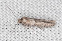 Blastobasis phycidella