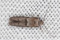 Blastobasis phycidella