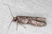 Blastobasis glandulella