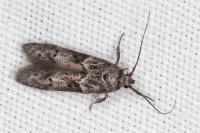 Blastobasis glandulella