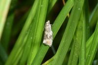 Celypha lacunana