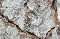 Epinotia immundana