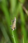 Glyphipterix thrasonella
