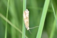 Bactra lancealana