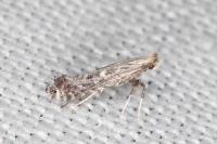 Parornix torquillella
