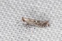 Parornix torquillella