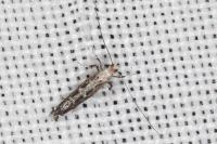 Parornix torquillella