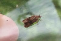 Celypha striana