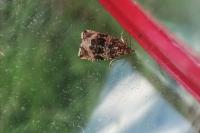 Celypha lacunana