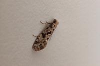 Nemapogon granellus