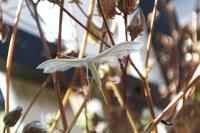 Pterophorus pentadactylus