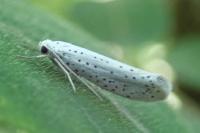 Yponomeuta evonymella