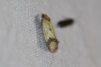 Agapeta zoegana