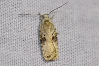 Agonopterix alstroemeriana