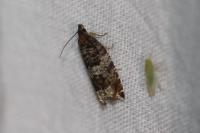 Ancylis achatana