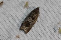 Ancylis achatana