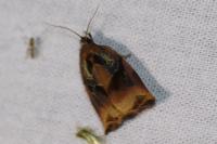 Archips podana