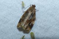 Archips xylosteana