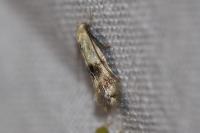 Elachista maculicerusella