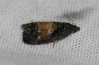 Endothenia nigricostana