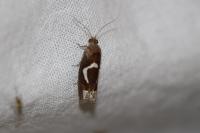 Epiblema foenella