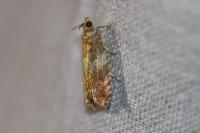 Epinotia abbreviana