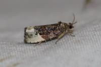 Hedya nubiferana