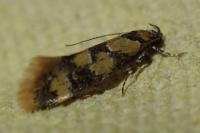 Decantha borkhausenii