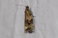 Celypha