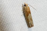 Eucosma