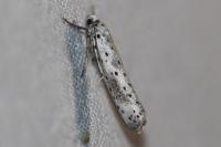 Yponomeuta irrorella