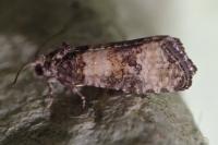 Piniphila bifasciana